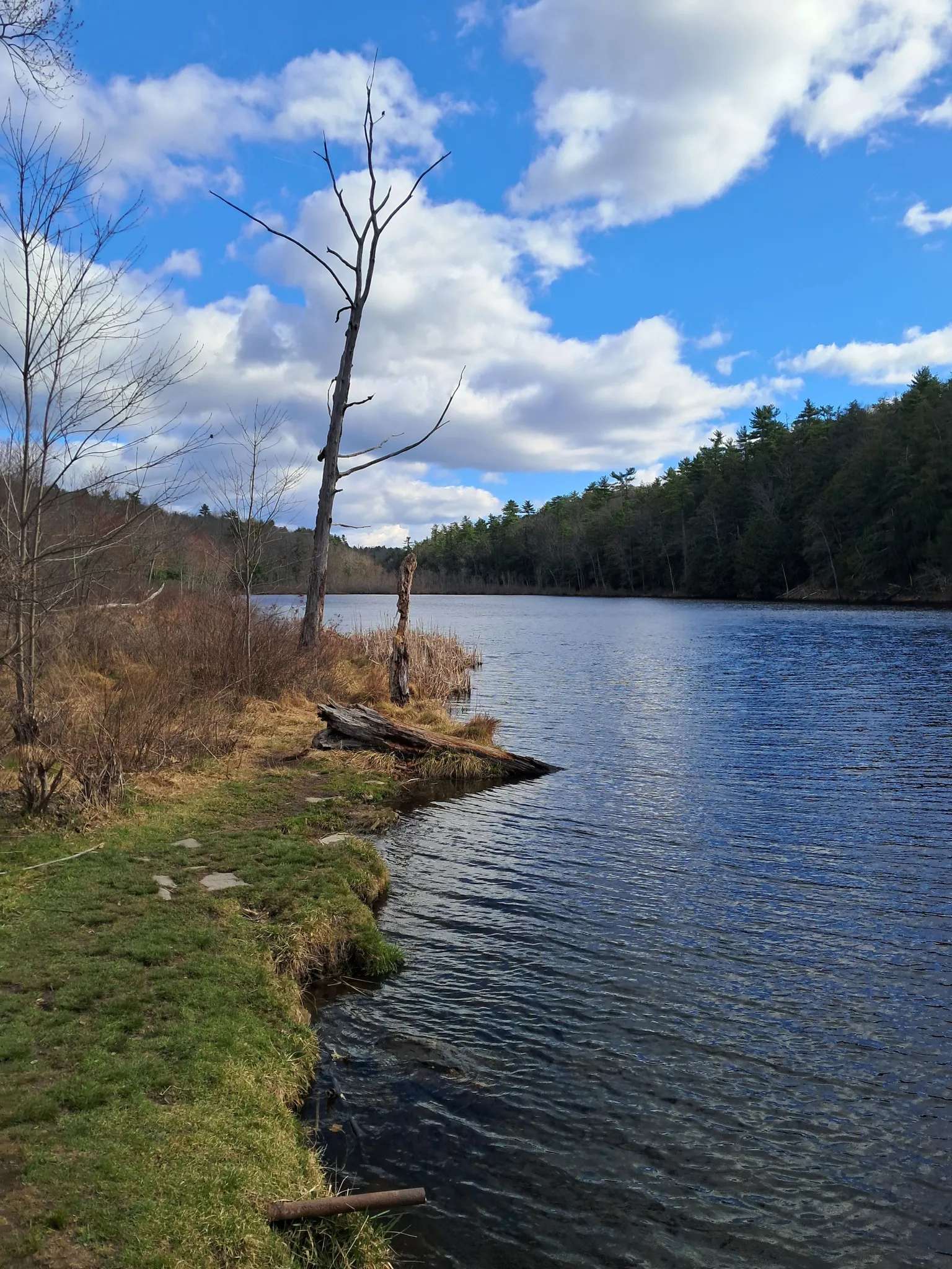 Pickerel Pond