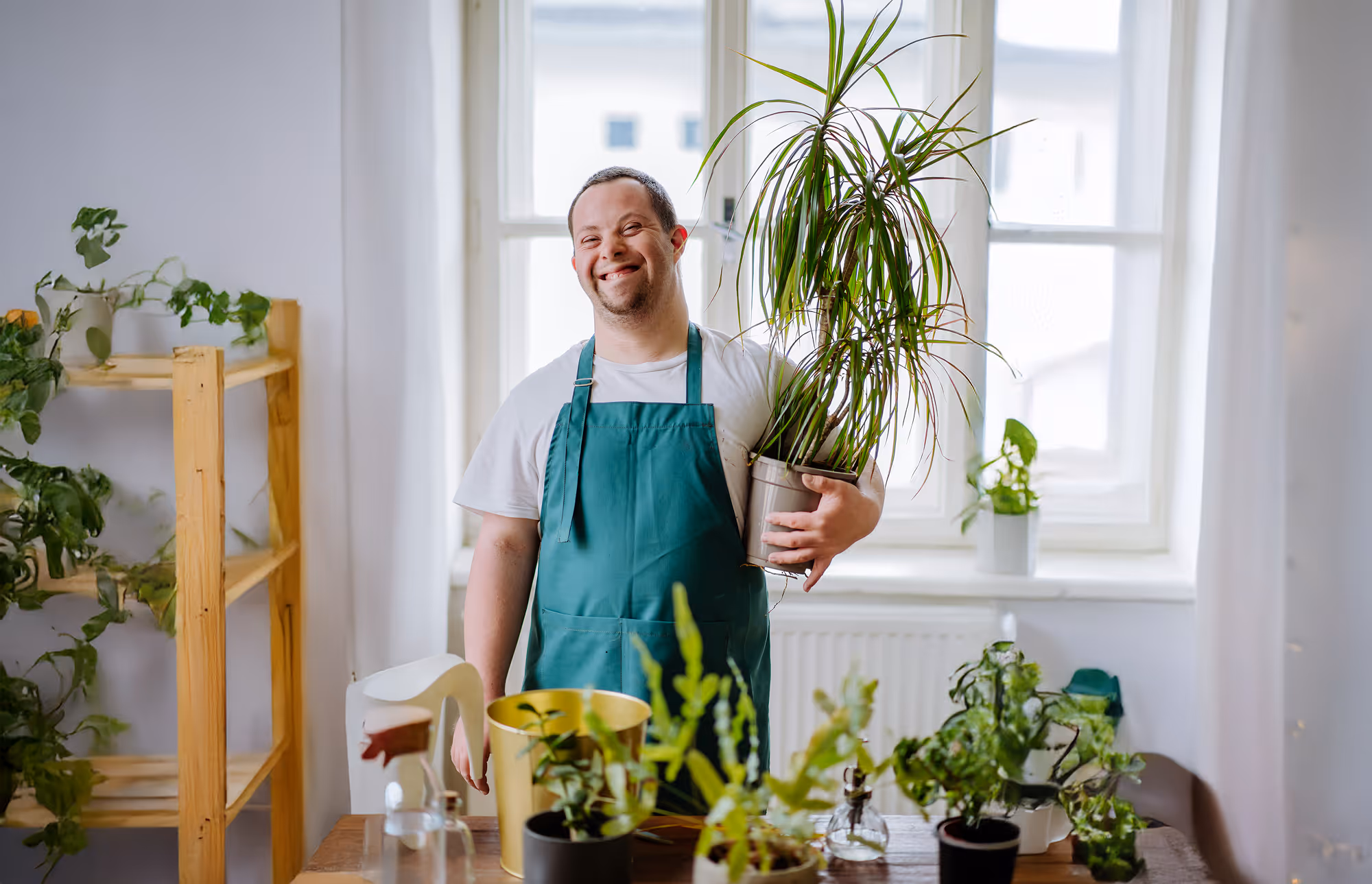 Smiling man wearing a green apron holding a tall leafy houseplant near a window.