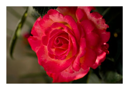 Macro floral portrait photography — vibrant red rose close-up by Danx Design