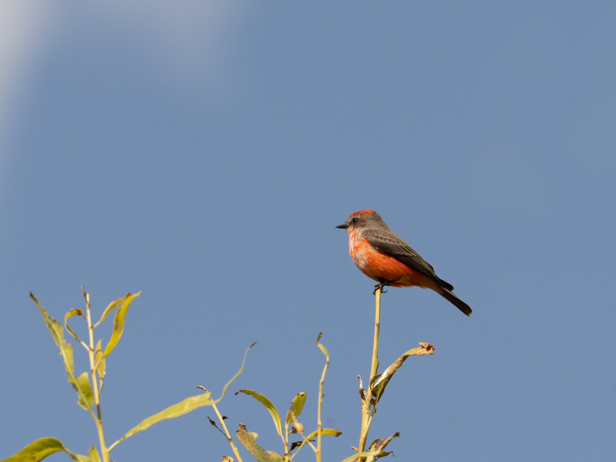Small bird perched on a plant against the sky