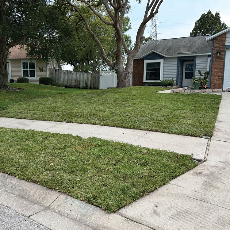 Front yard immediately after new sod installation.