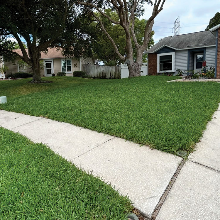 Front yard one month after sod installation with established green grass ready to be mowed.
