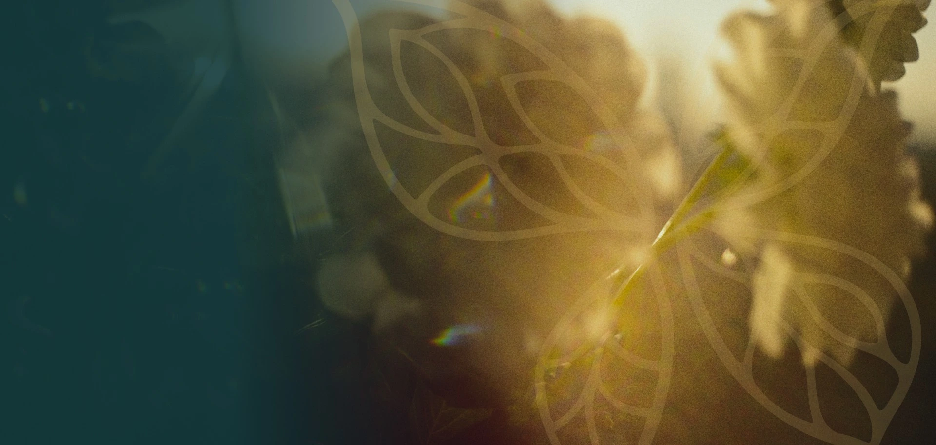 Close-up of a plant leaf with sunlight creating a warm glow and subtle floral overlay.
