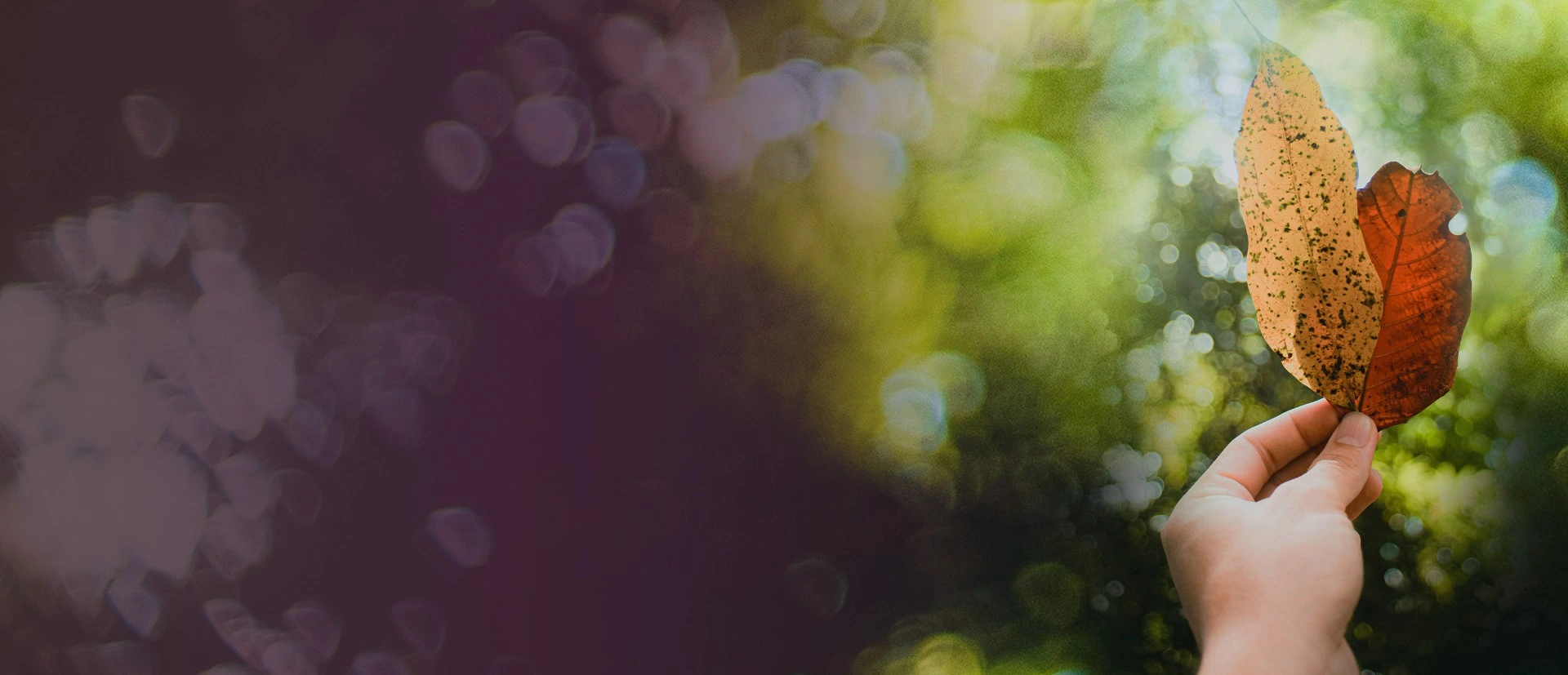 Hand holding two autumn leaves, one yellow with spots and the other red with a hole, against a blurred green background.