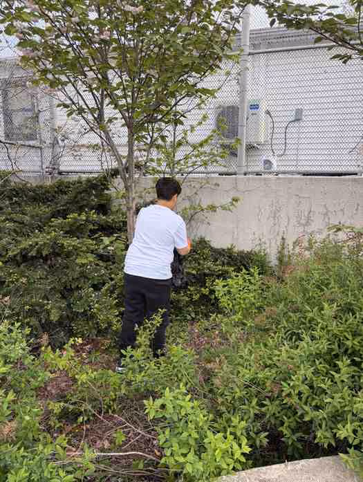 Student collecting litter from school garden area with trash bag
