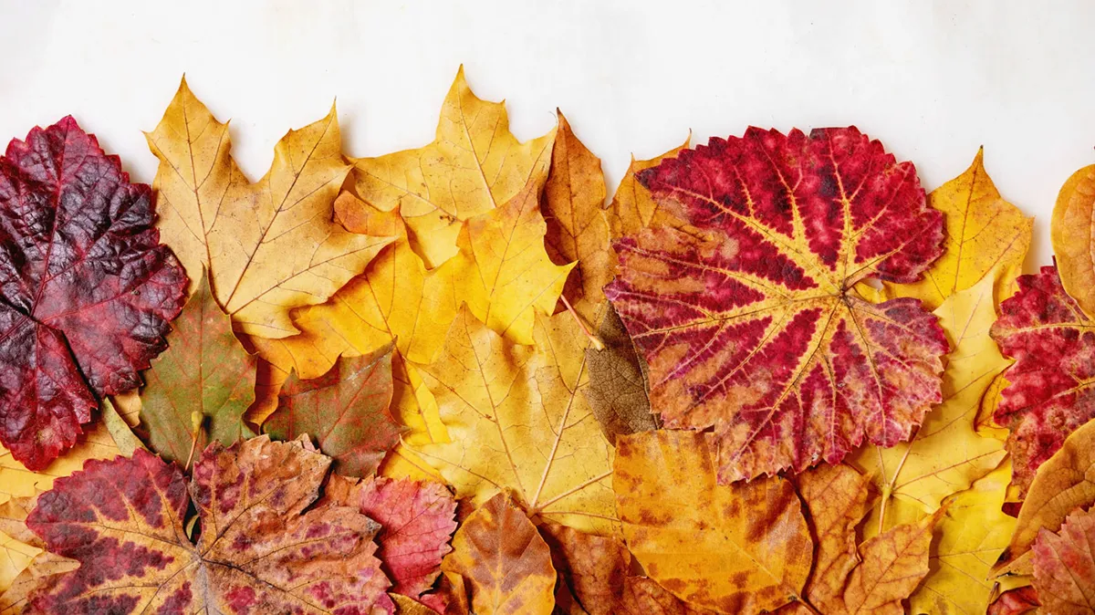 Changing Seasons