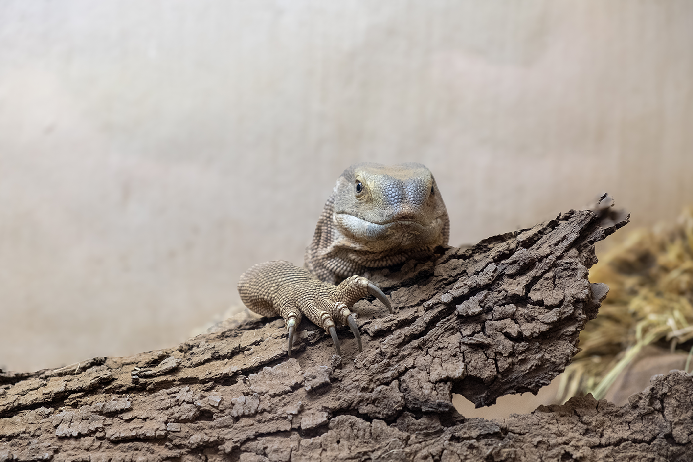 Close-up of a reptile at the Zebra Nature Reserve Reptile Centre.