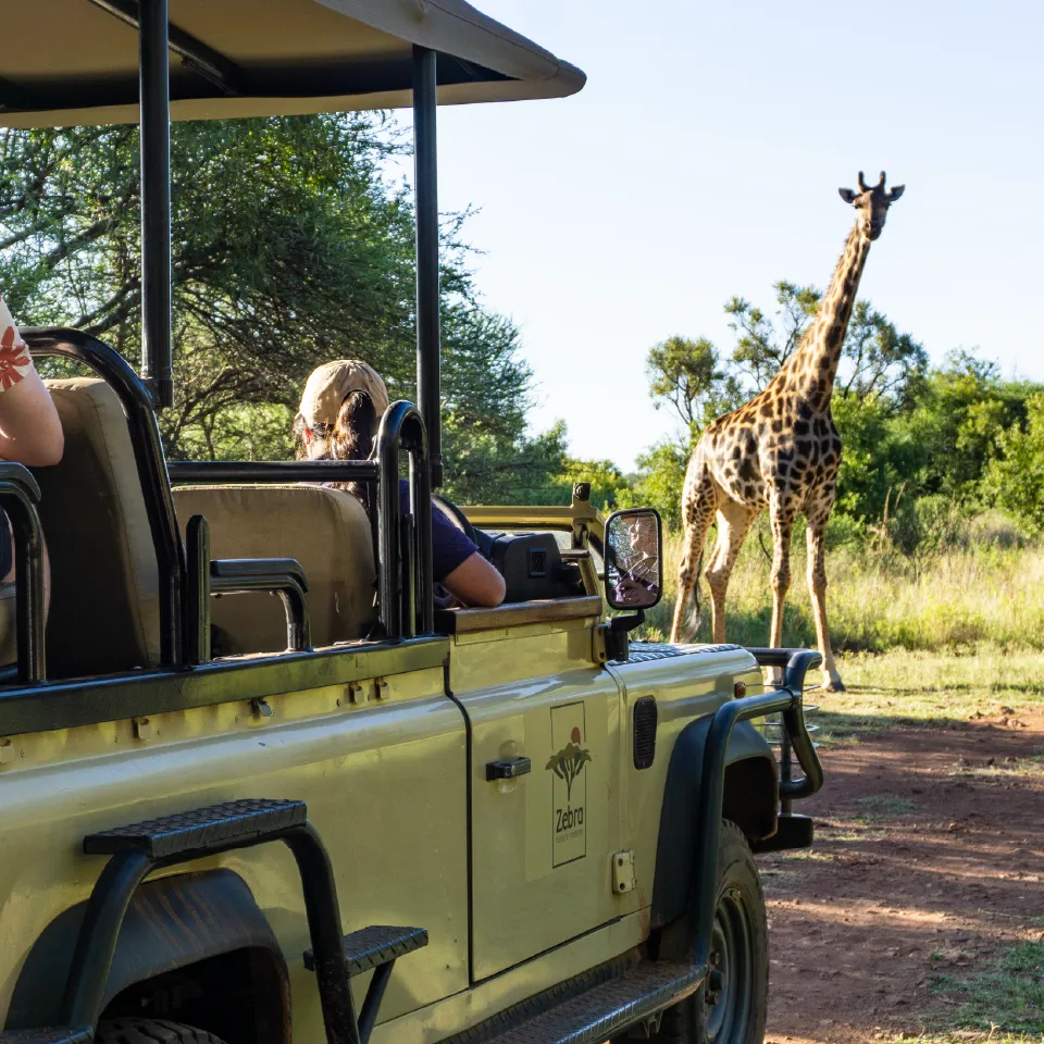 Open game viewing vehicle on a nature drive at Zebra Nature Reserve.