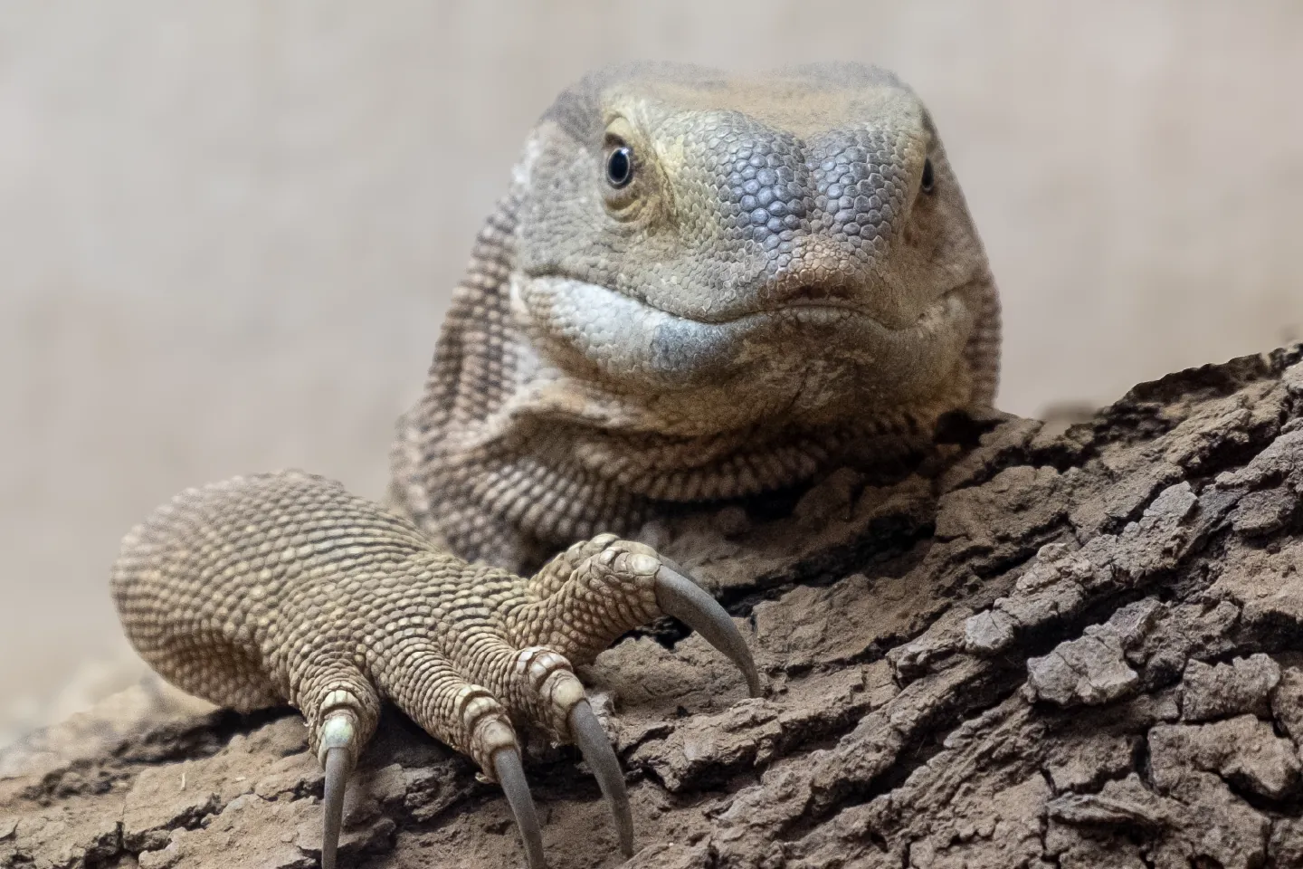 Close-up of a reptile at the Zebra Nature Reserve Reptile Centre.