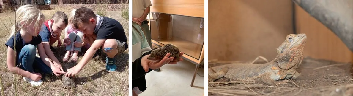 Children meeting a tortoise, a young visitor holding a hedgehog and a bearded dragon at the Reptile Conservation Centre