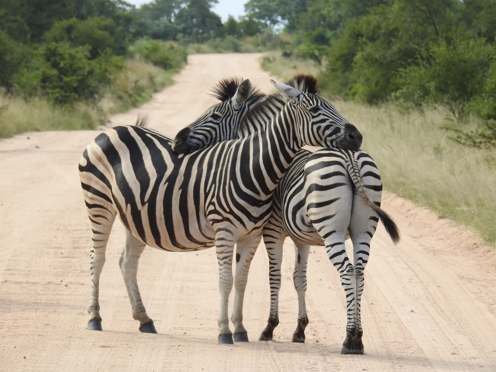 Two zebras resting their heads on each other on a dirt road at Zebra Nature Reserve