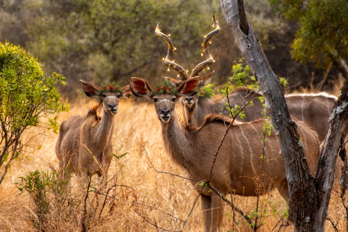 Kudu wearing Christmas wreaths and fairy lights at Zebra Nature Reserve