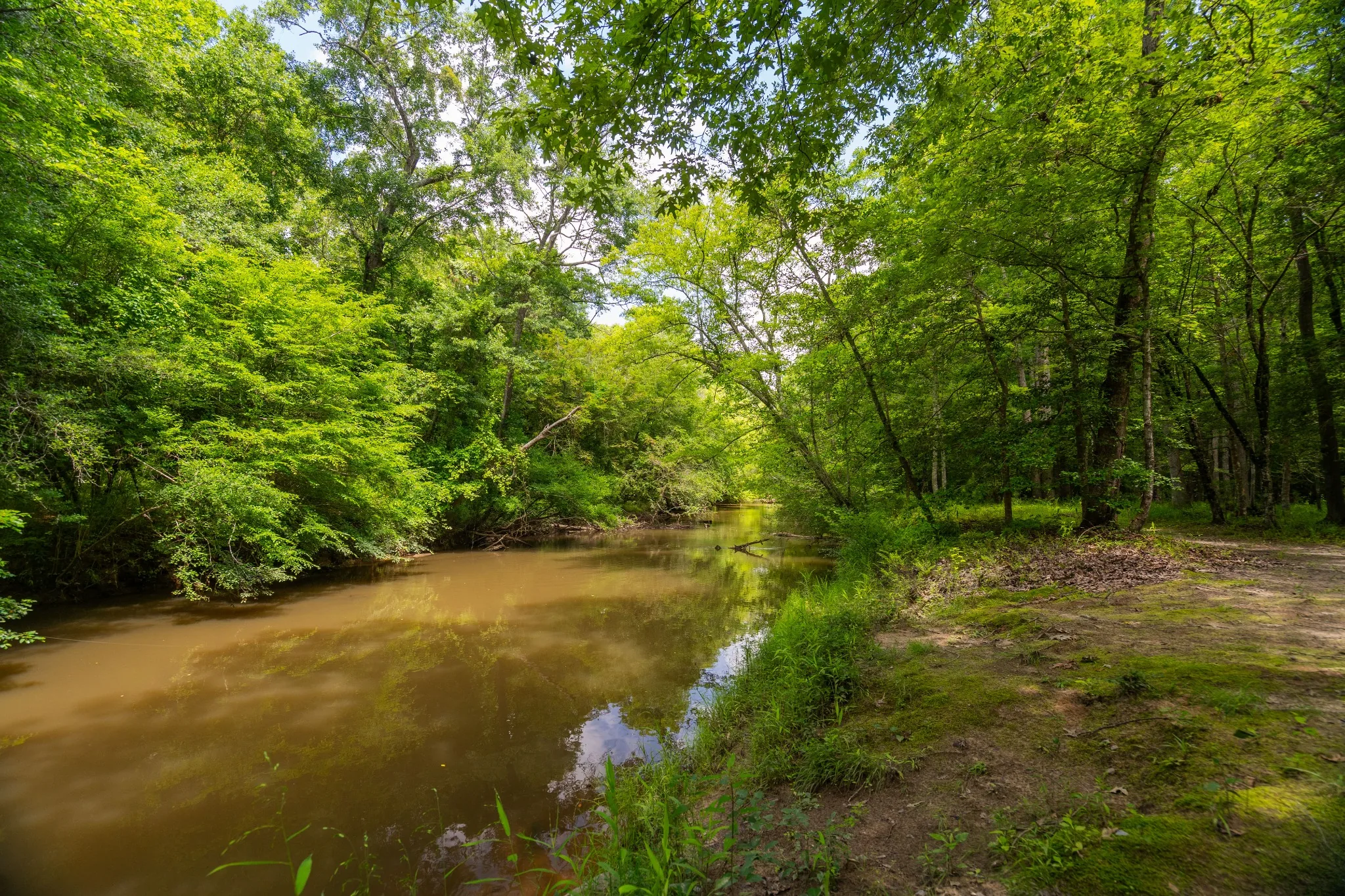 Wooded creek and natural landscape near a Smithfield, North Carolina property.