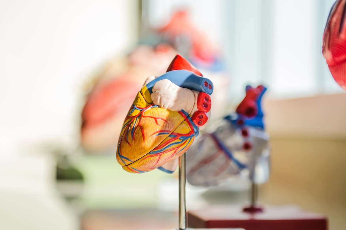 Heart health and cardiovascular wellness - mens heart health guide featured image