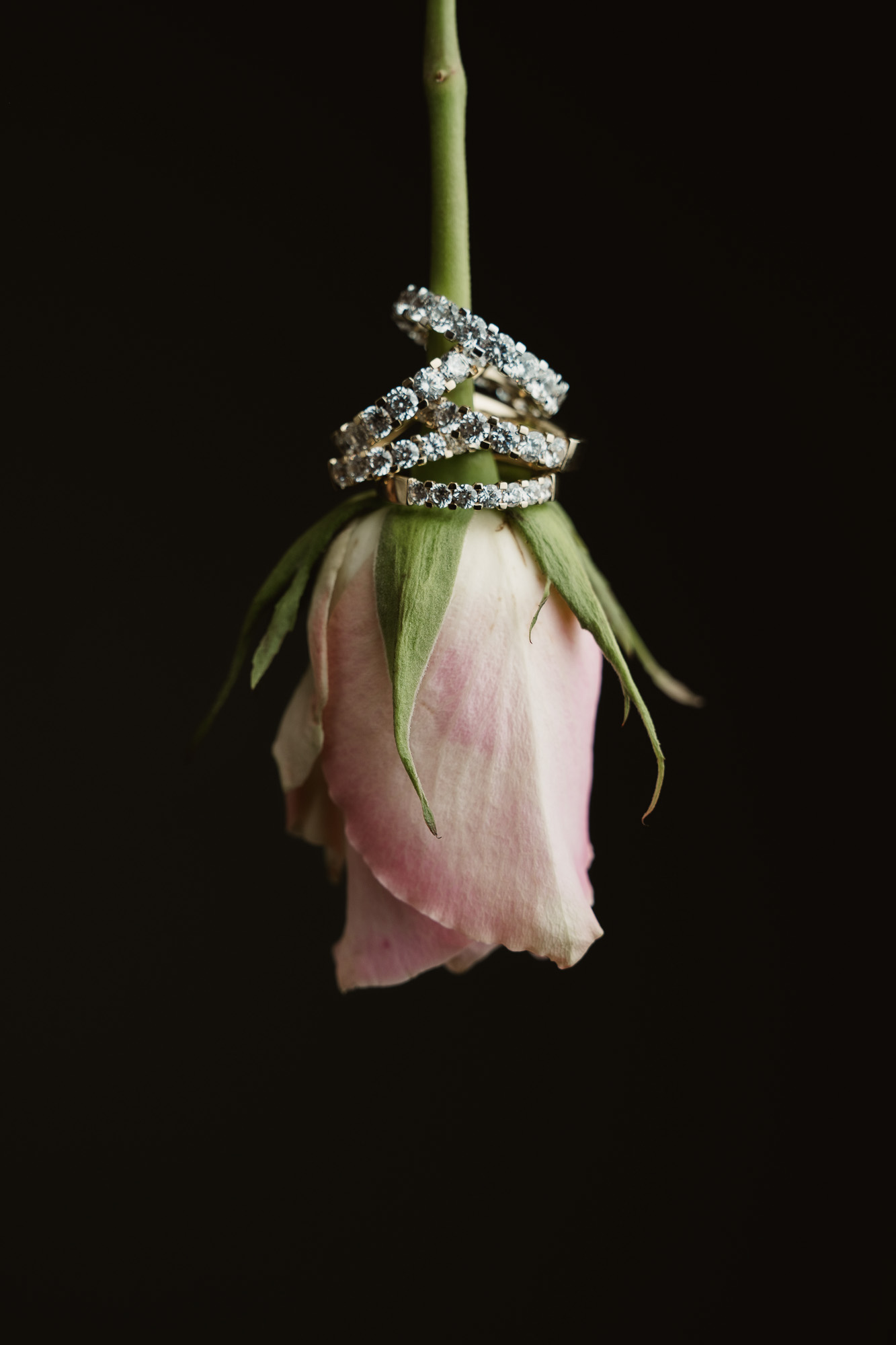 Pink rose hanging upside down against black with rings wrapped around the stem.