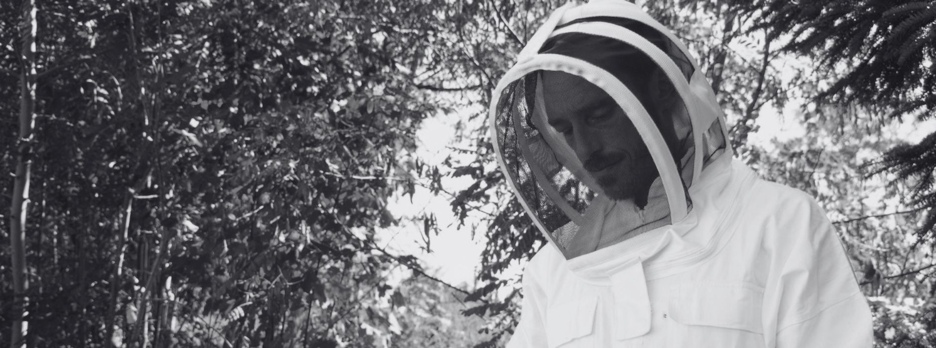 illustration du projet du palais des abeilles