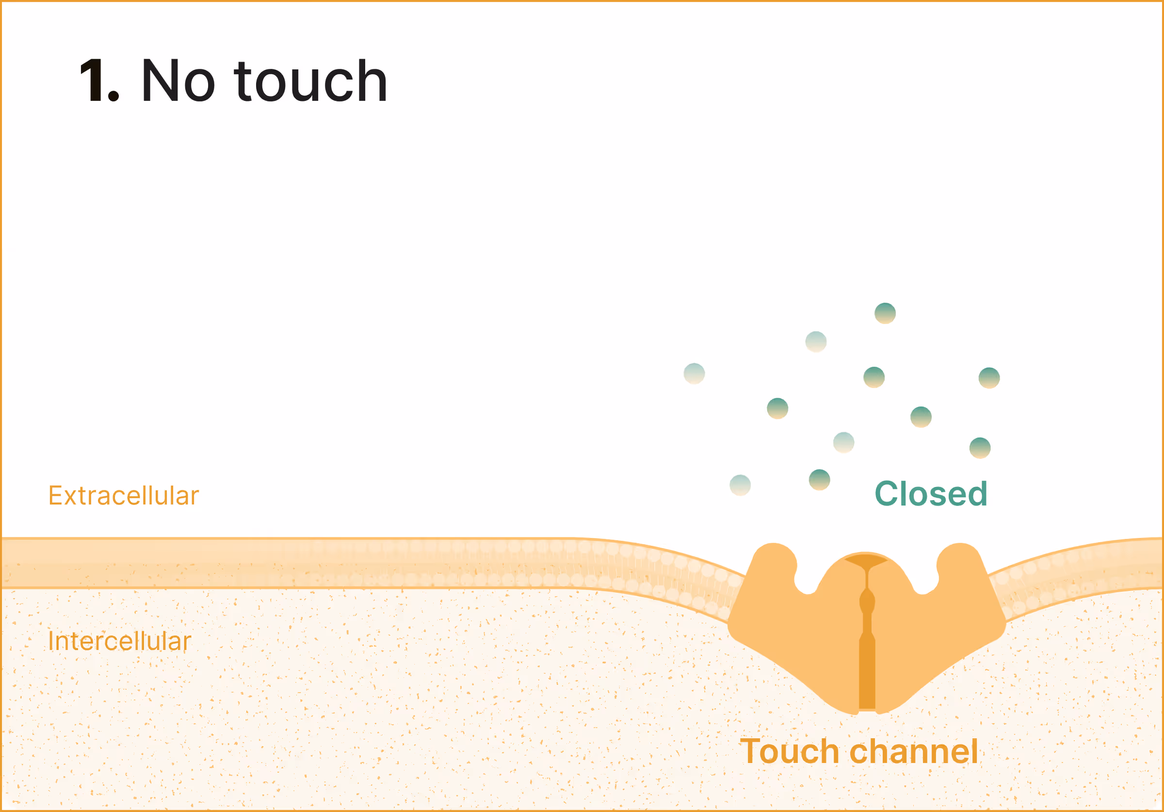 Diagram of a closed touch channel between extracellular and intercellular spaces with no touch text.