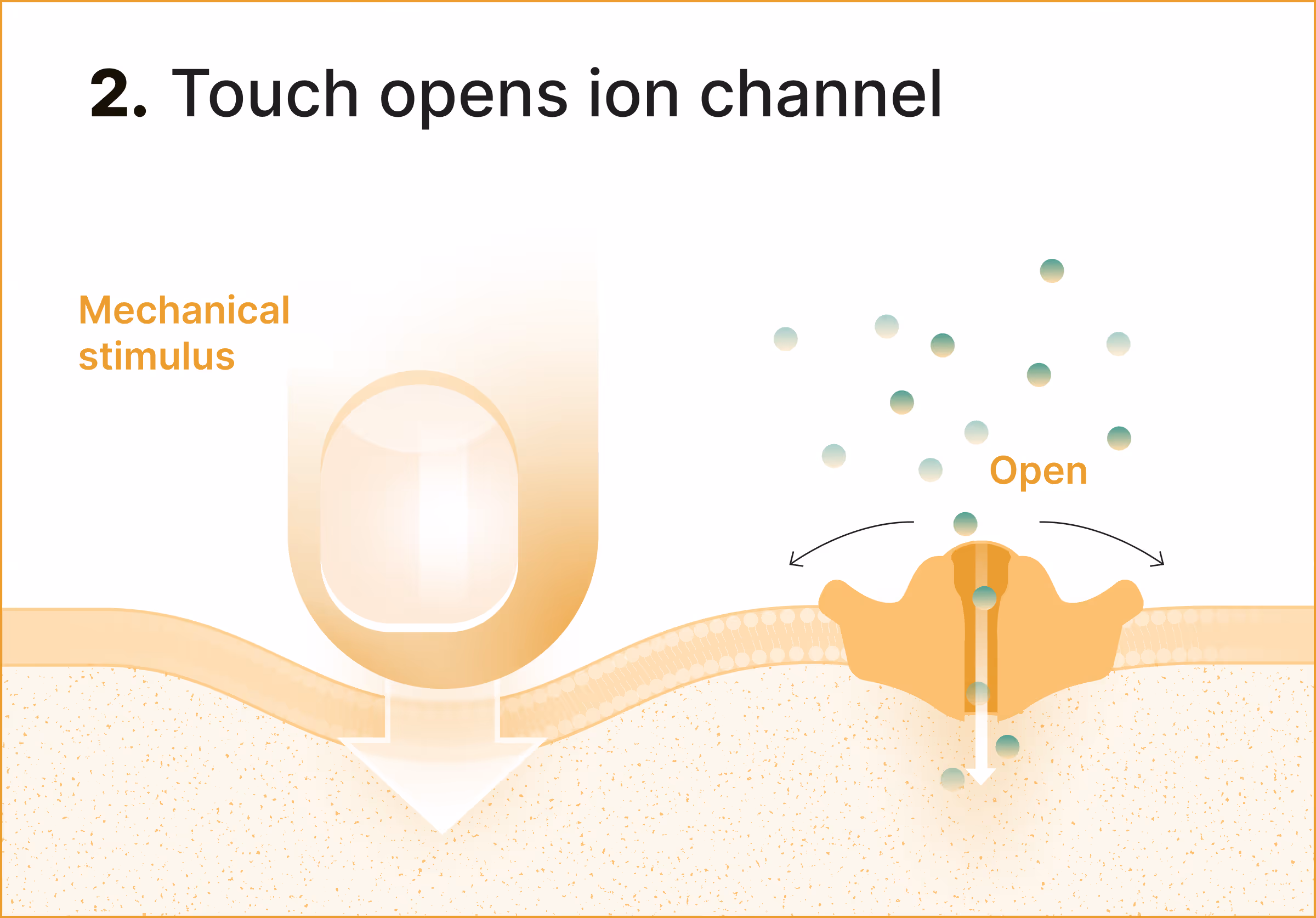 Diagram showing a mechanical stimulus from a finger pressing a cell membrane opening ion channels.