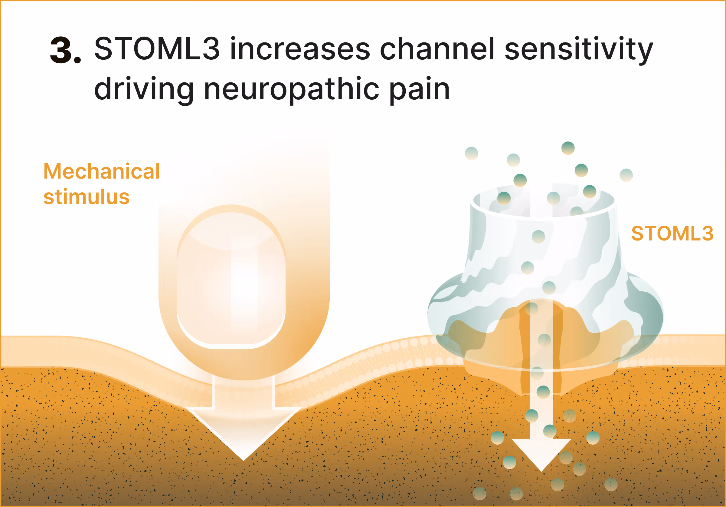 Diagram showing mechanical stimulus activating STOML3, increasing channel sensitivity and neuropathic pain.