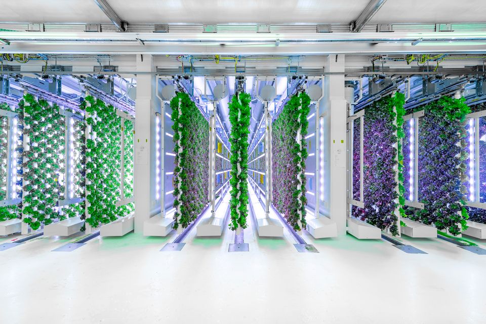 Vertical Lettuce Growing from Supernormal Greens