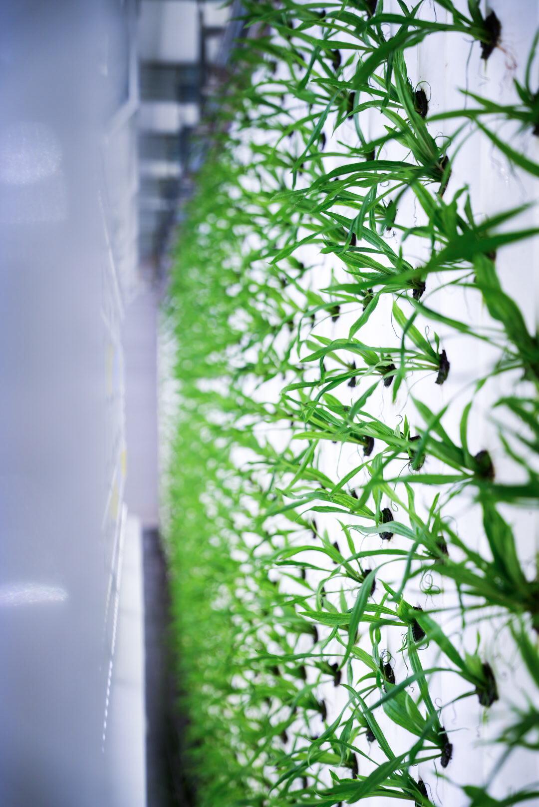 Can Plants Be Standardised?