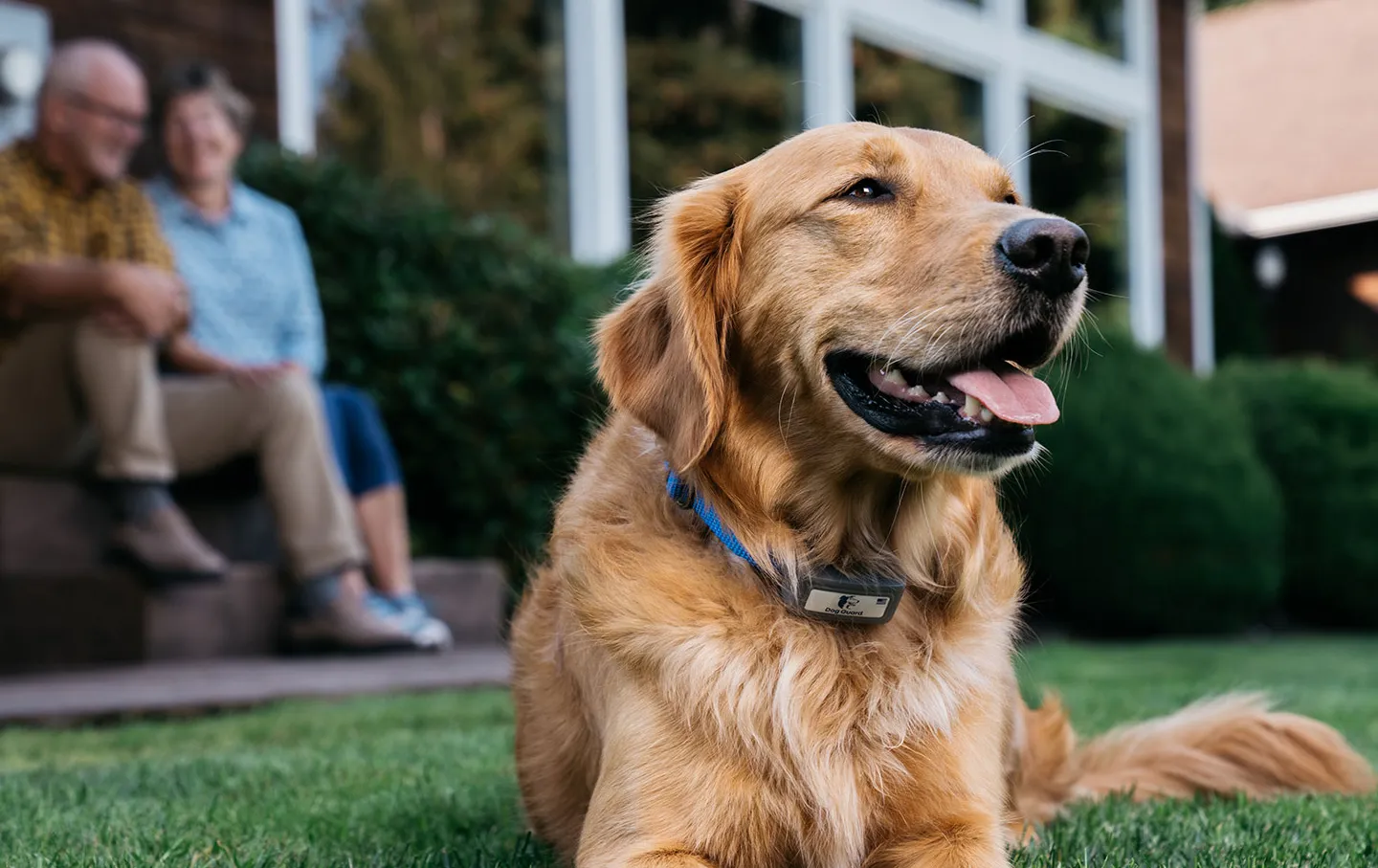 Gold Retriever dog laying in yard