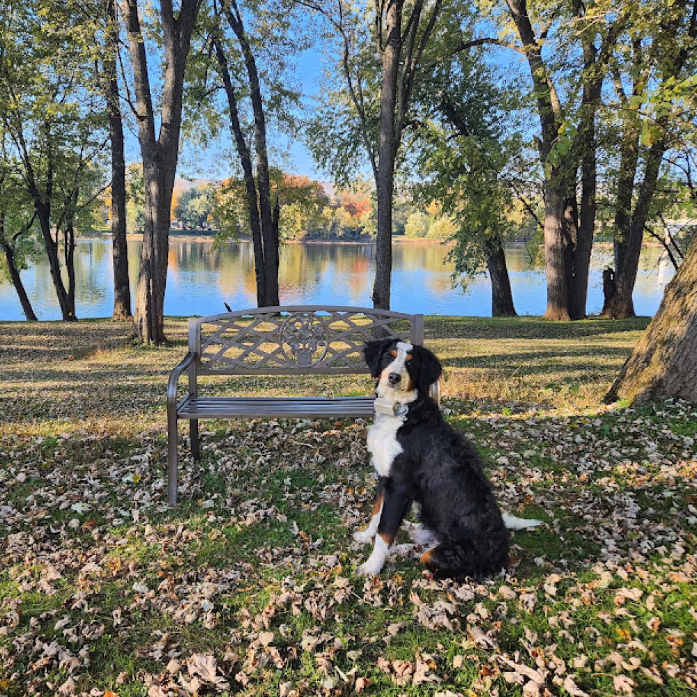 Dog in grass by trees