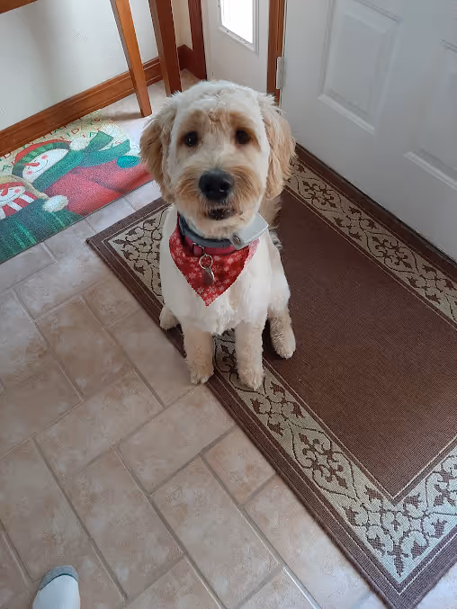 Dog at door inside of house