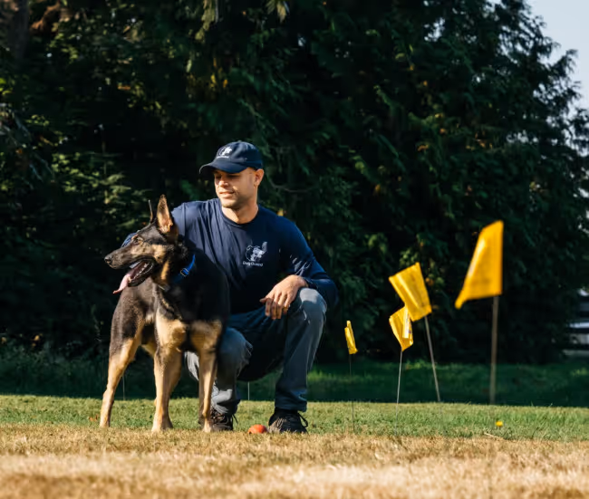Dog Guard Local Pro training dog in yard with yellow flags