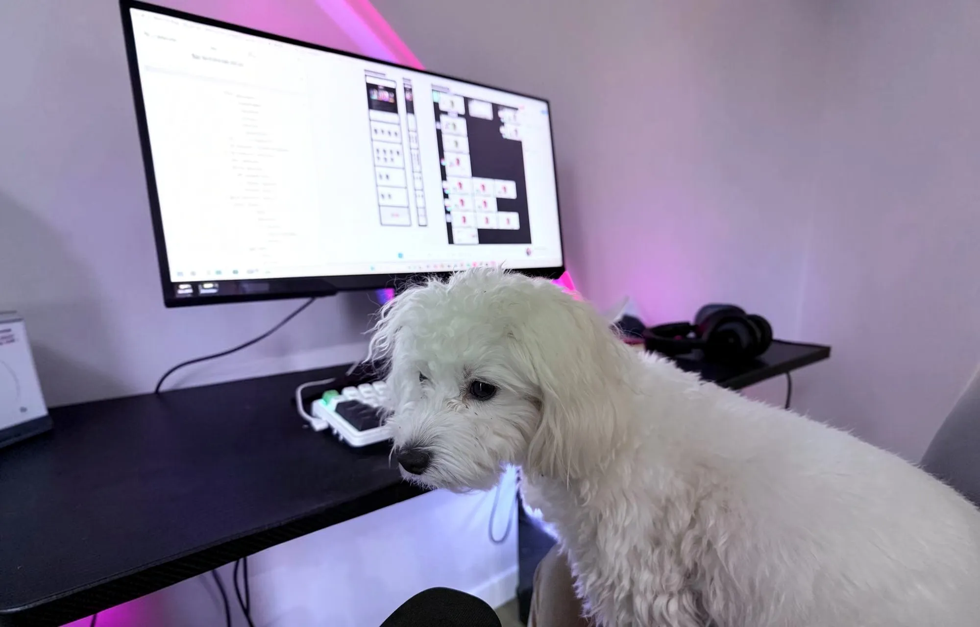 Dog at the workplace