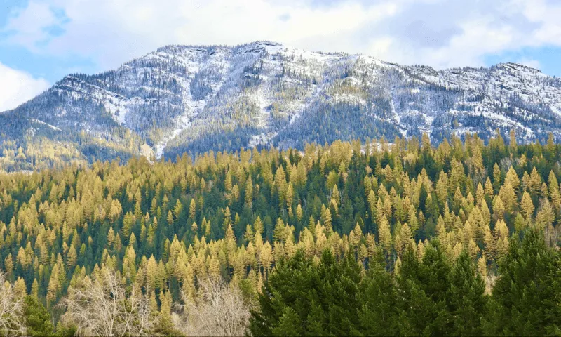 homes for sale fernie bc