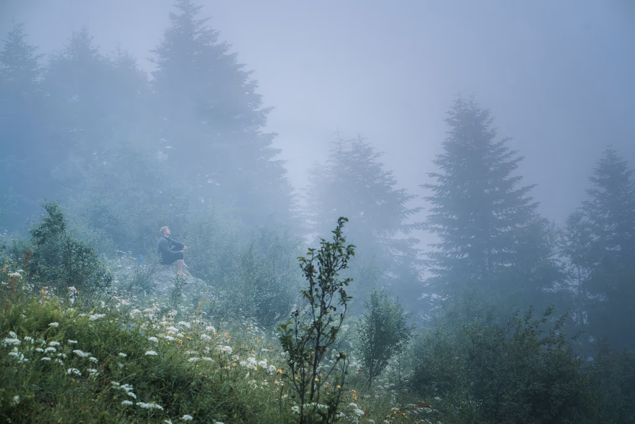 A person sitting on a rock in a misty forest clearing surrounded by green shrubs and white wildflowers with tall evergreen trees fading into the fog in the background.