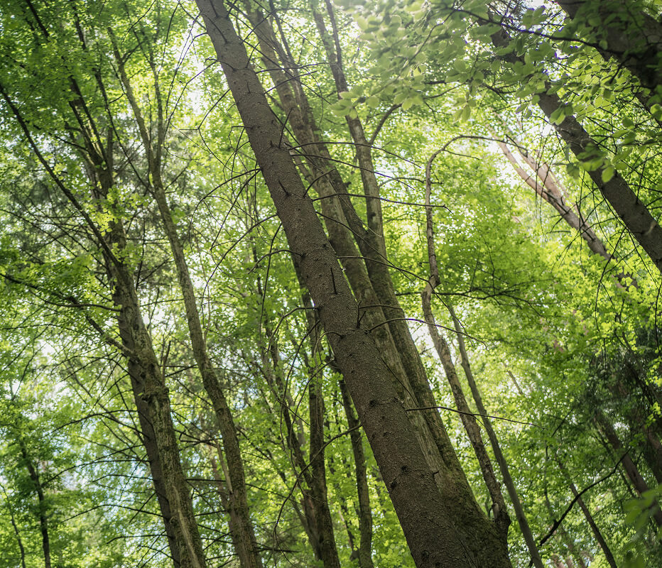 Equivalente ambiental ≈ 2 075 árvores por ano