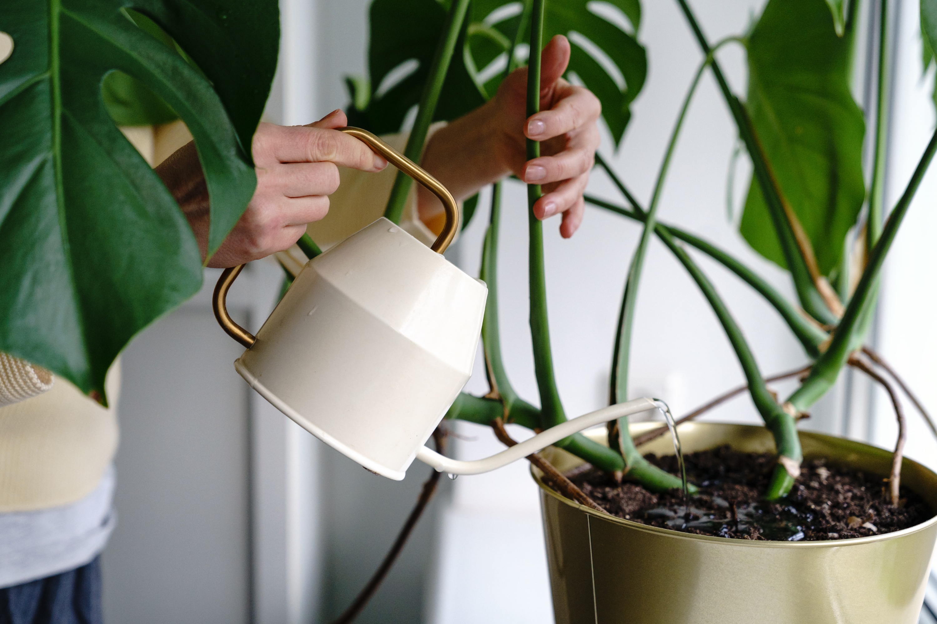 stock image of person watering plant