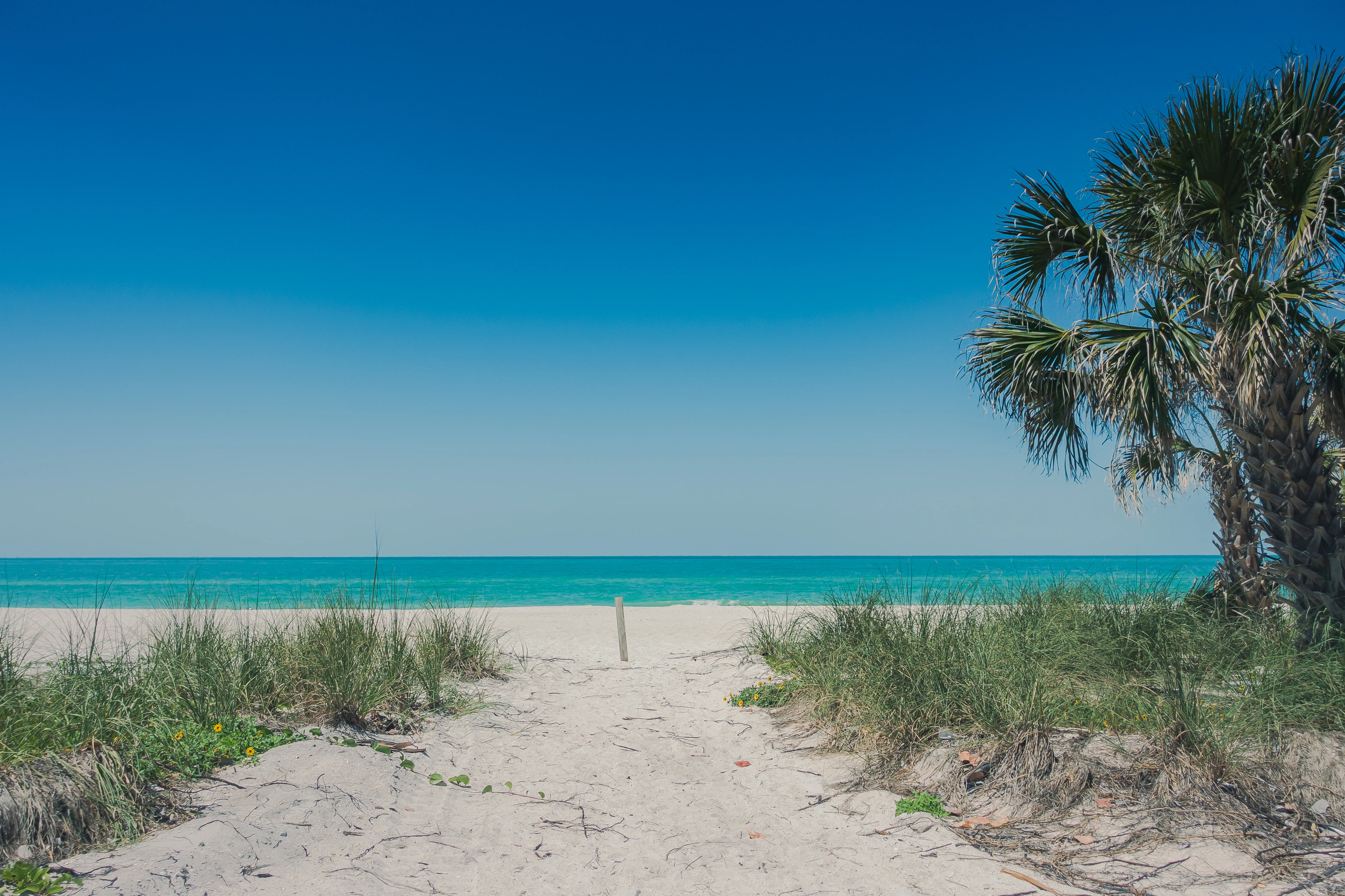 A sandy beach with a palm tree and a blue ocean in the background.
