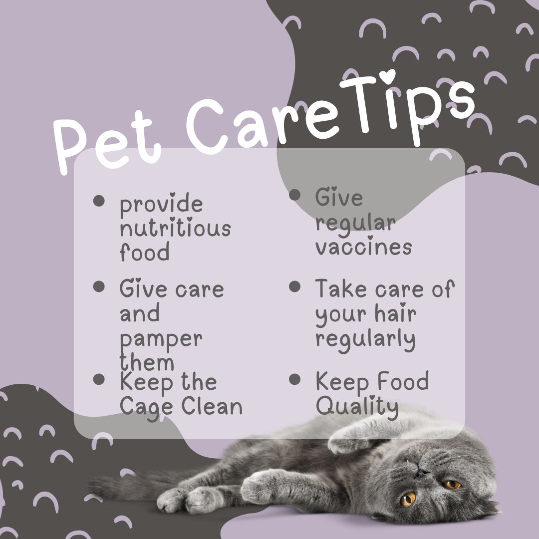 YMPC Pet Care Services flyer