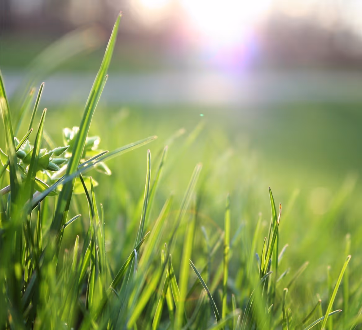 Nahaufnahme von grünem Gras bei Sonnenlicht mit unscharfem Hintergrund.