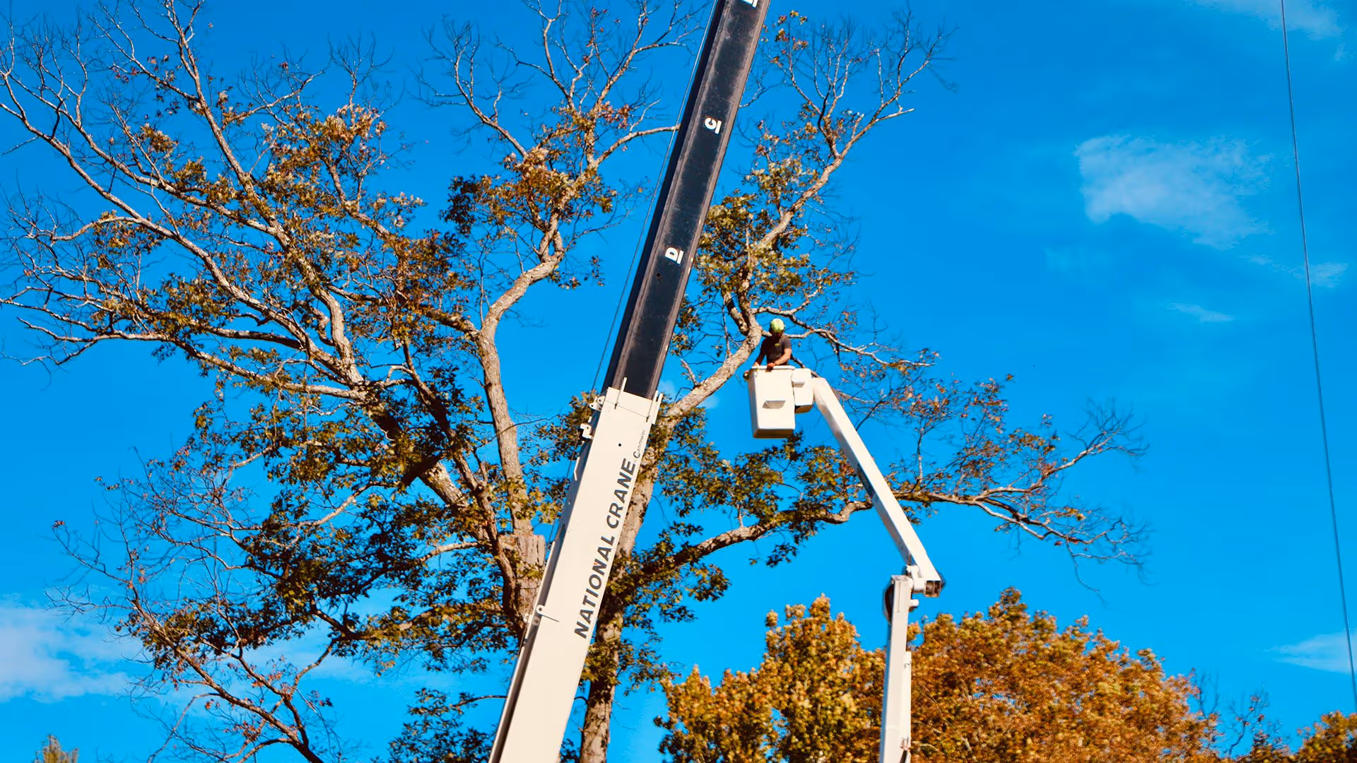 About R. McCormick tree services Hudson Valley NY experienced arborists and land clearing professionals