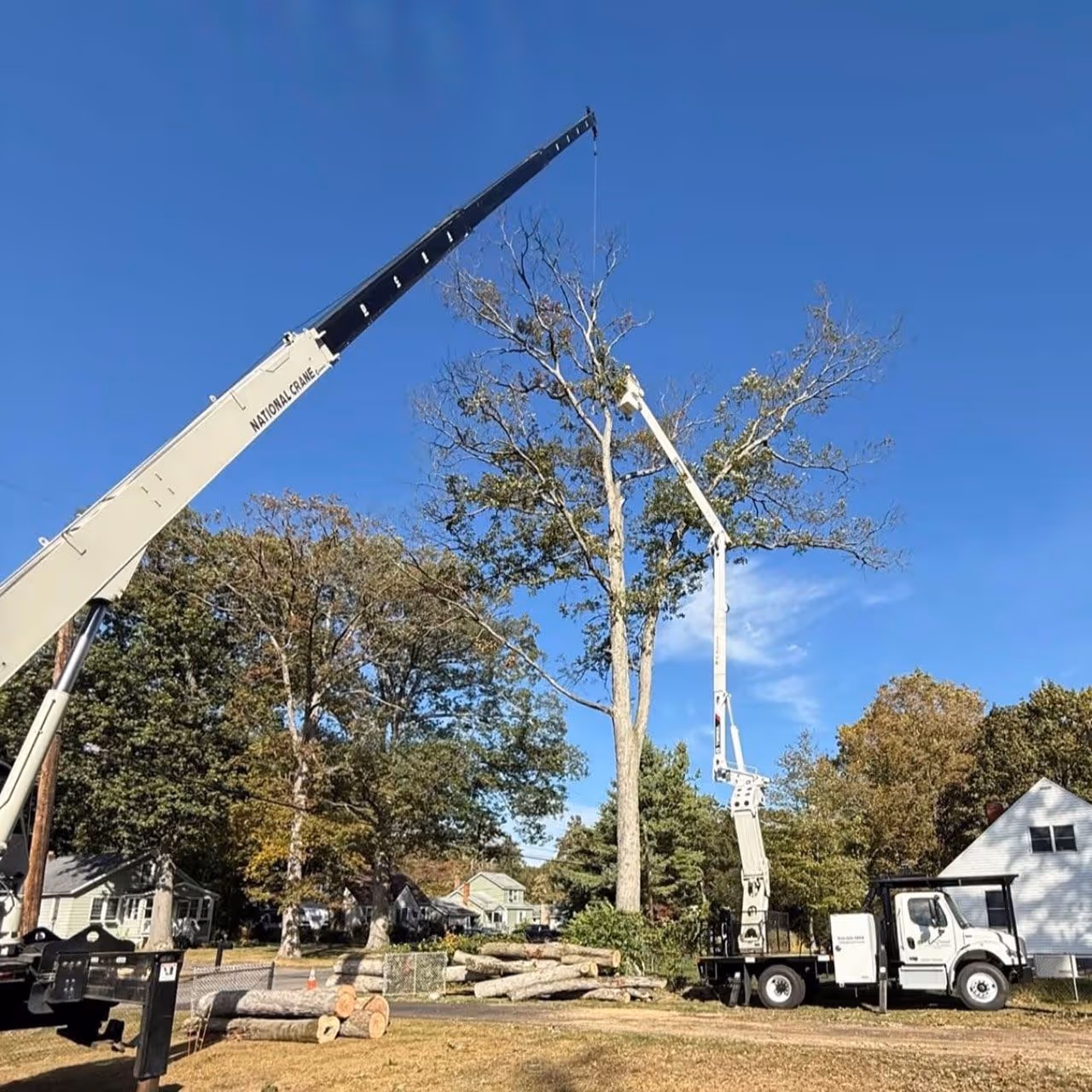 Emergency tree removal services near me