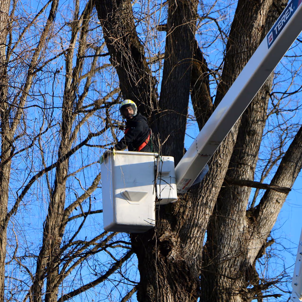 Property clearing and forestry mulching Greene County NY