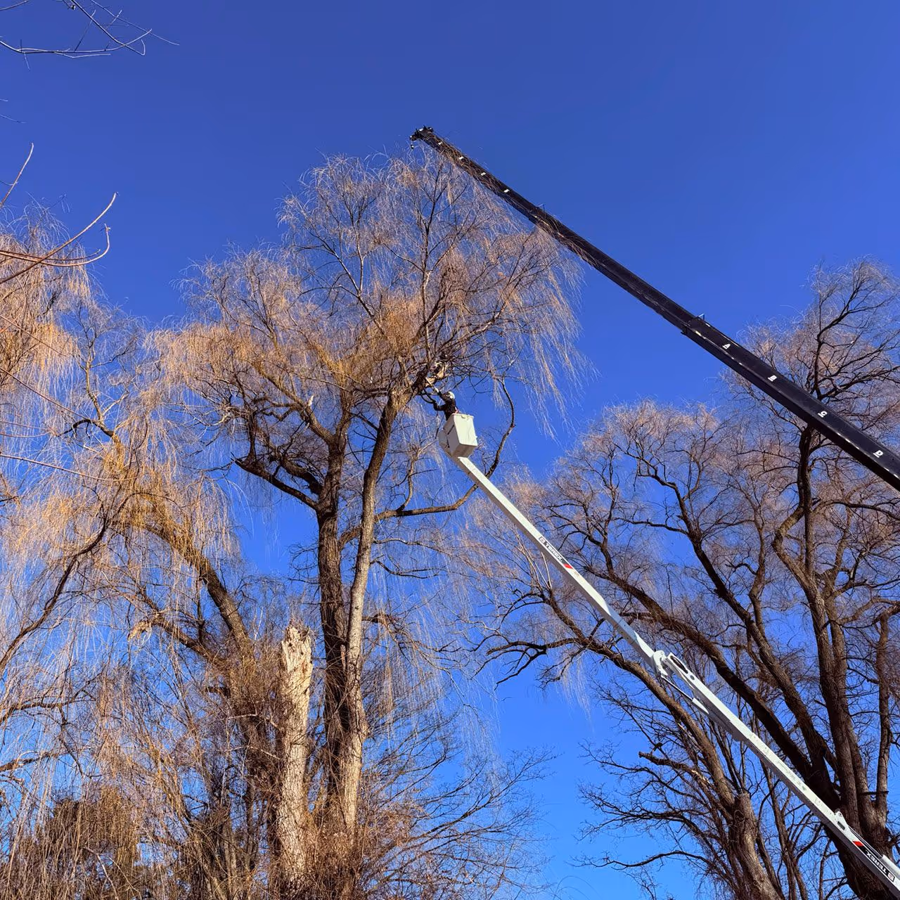 Tree removal near me Hudson Valley NY by R. McCormick