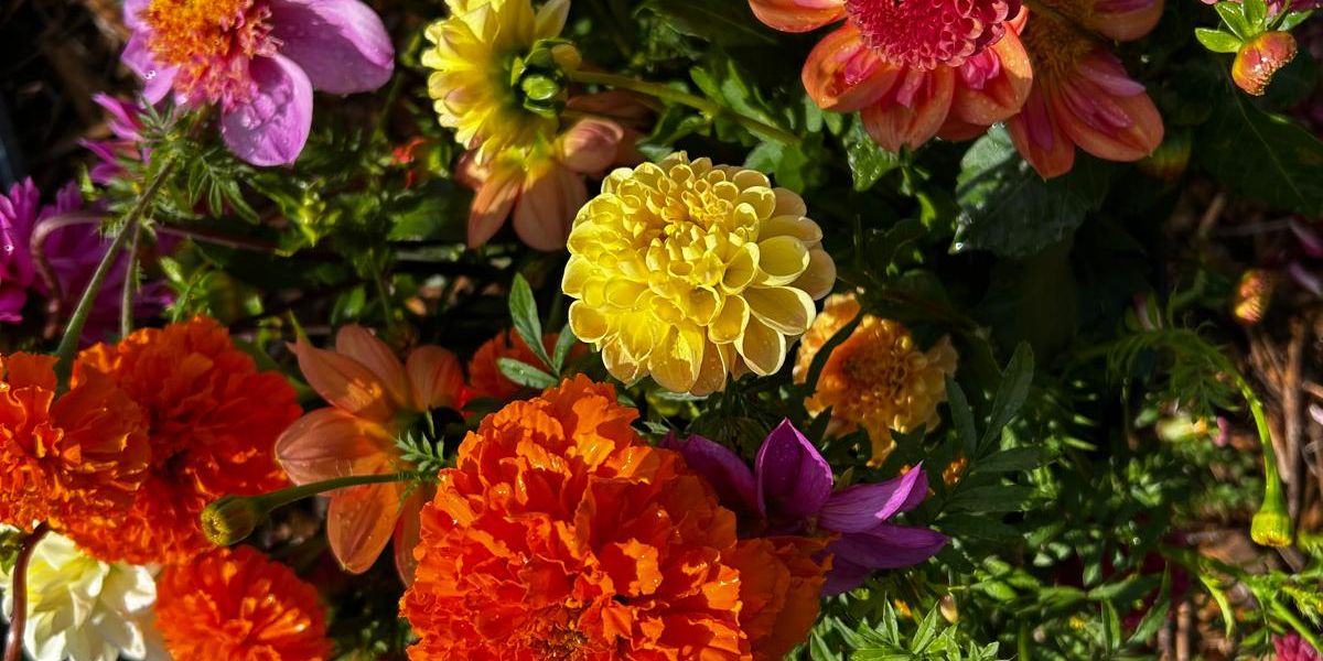 Dahlia flowers at Taylor Family Farm for The Great Dahlia Divide Workshop