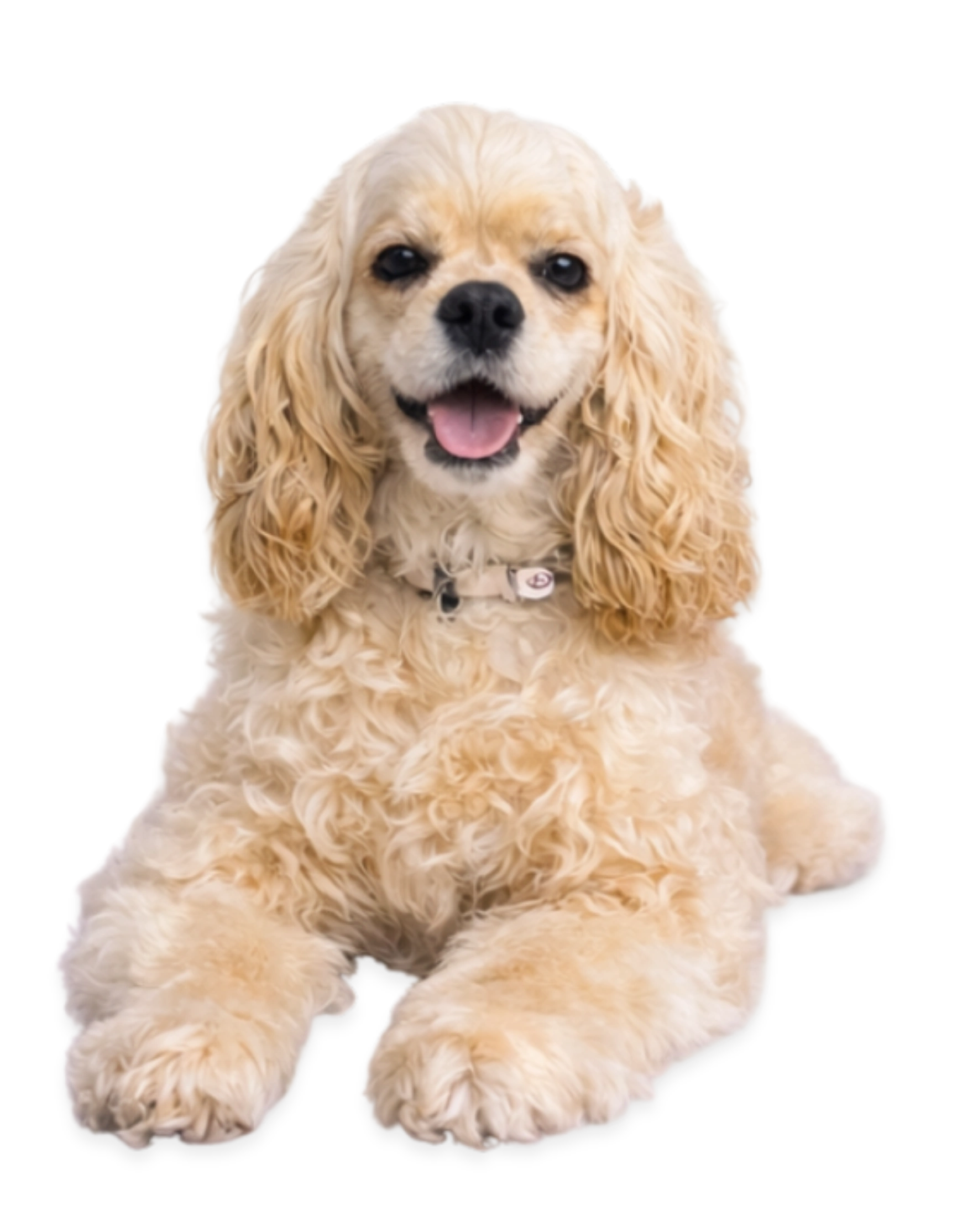 Rescued female American Cocker Spaniel representing real pets supported by the Furbly shared pet care system