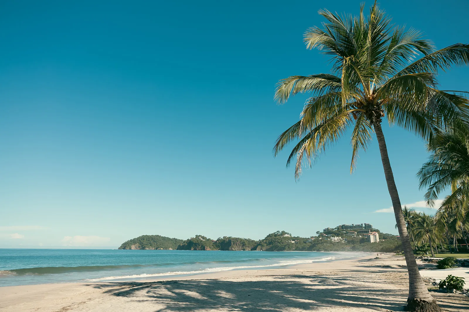 Palm tree on the beach near Ralia's oceanfront villa in Guanacaste, Costa Rica