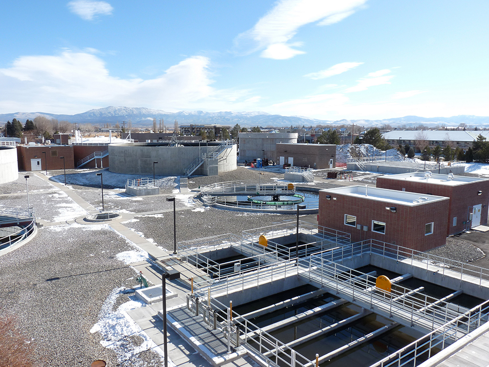 Photo of water plant