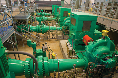 Photo of water plant