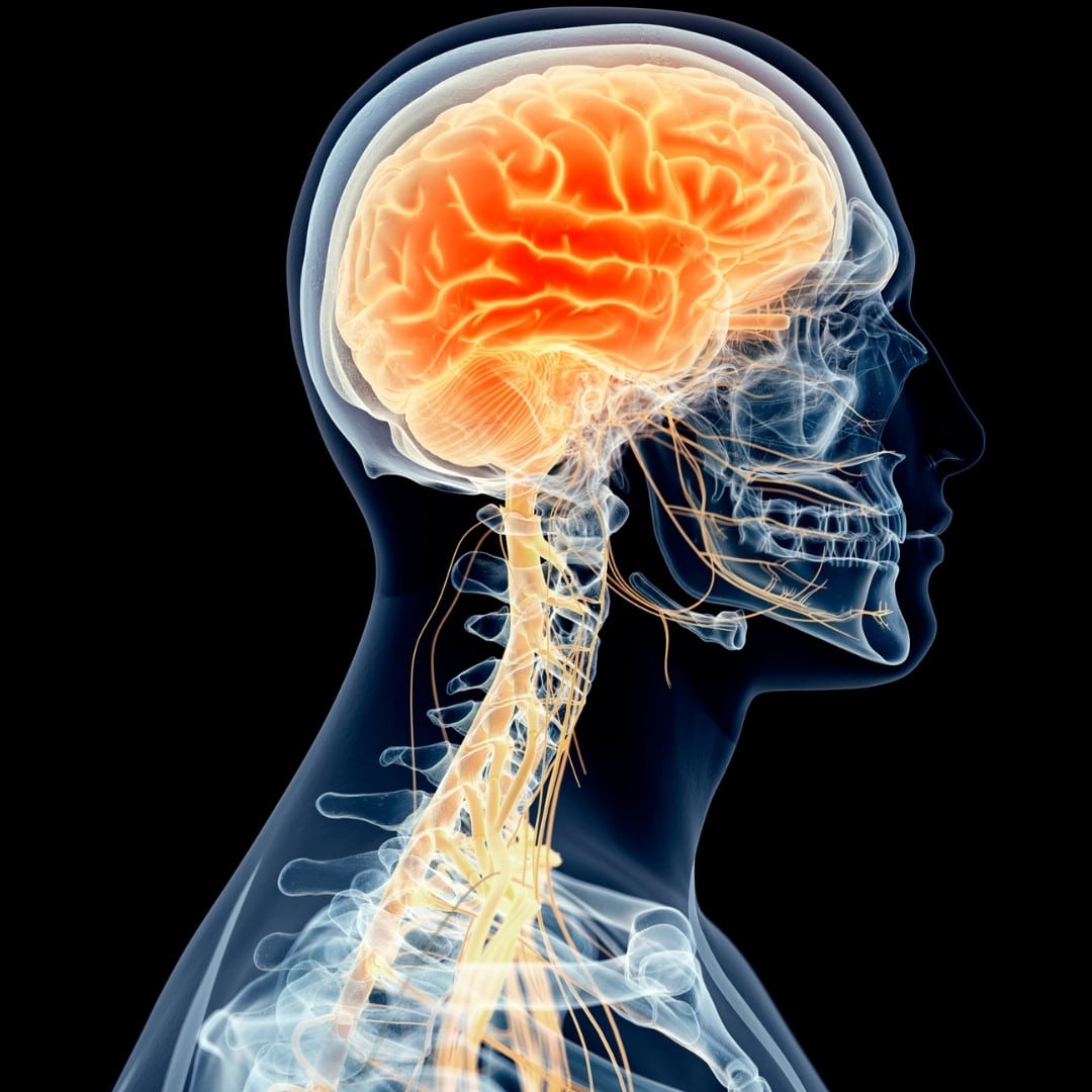 pinched nerves lower back