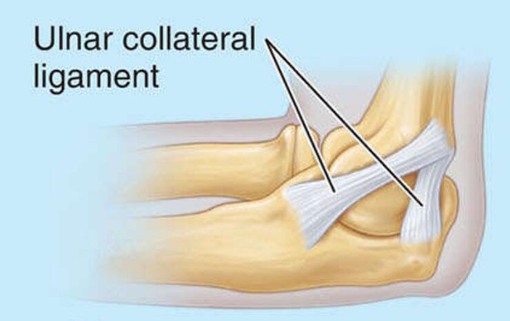 ulnar collateral ligament elbow