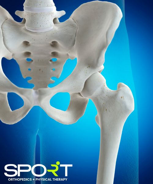 hip joint anatomy