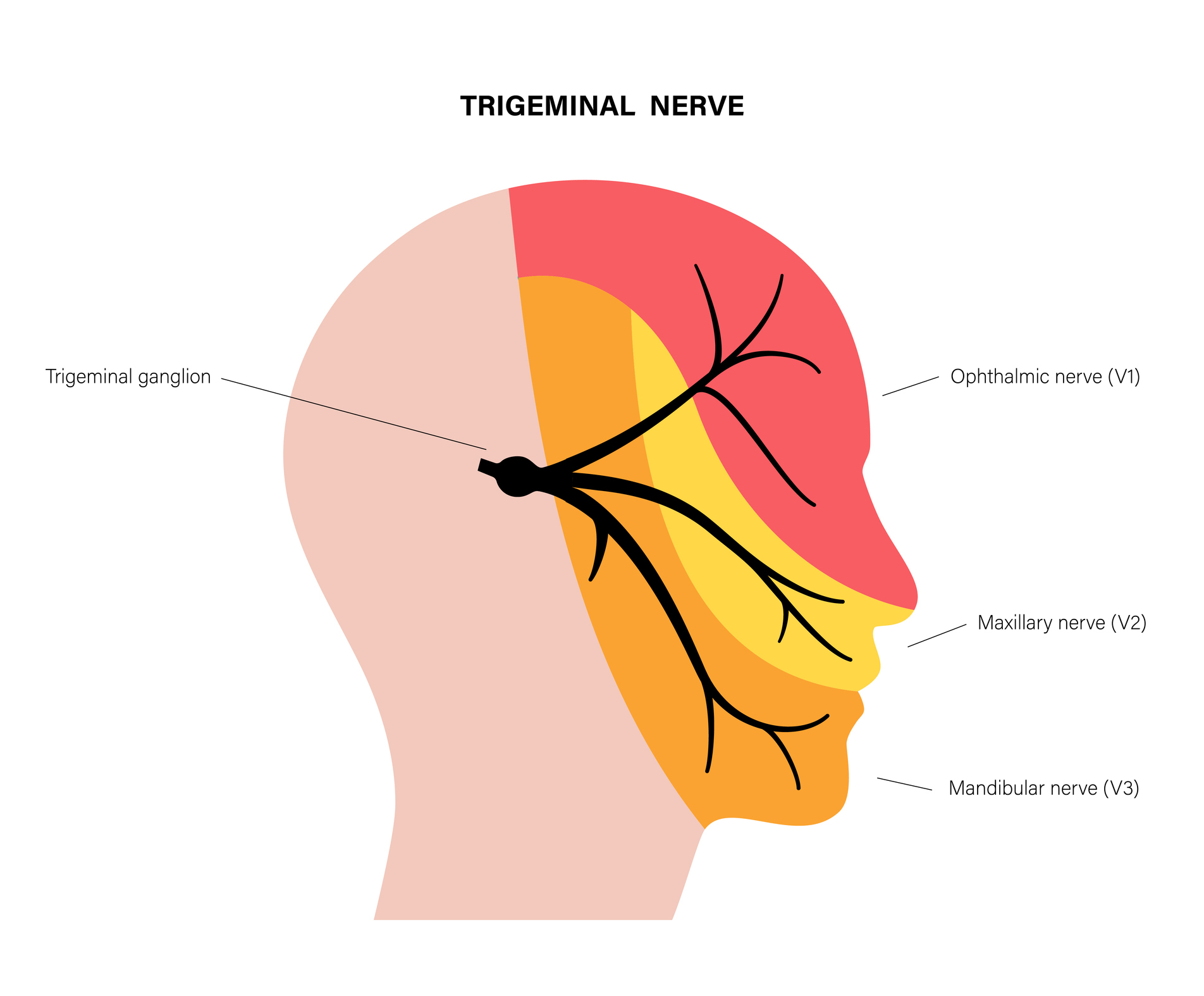 Can TMJ Cause Nerve Pain? The Trigeminal Nerve & TMJ